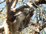 Koala 1