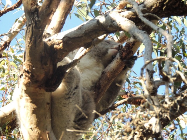 Koala 1