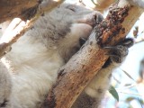 Koala 2