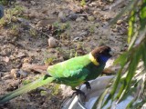 Bird in koala park