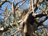 Koala 3