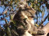 Koala 4
