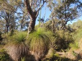Yanchep NP Trail 2