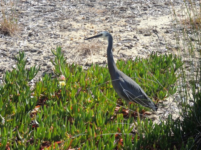 Bird