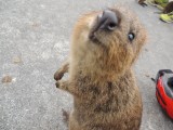 Eerste Quokka
