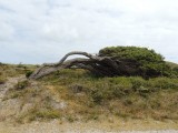 Leaning tree