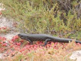 Rottnest bewoner