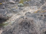 Osprey nest 1