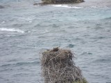 Osprey nest 2