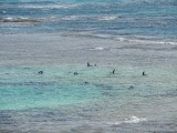 Zeehonden 1
