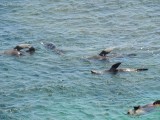 Zeehonden 2