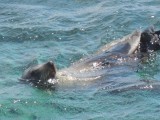 Zeehonden 3