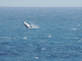 Humpback whale 1