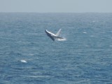 Humpback whale 2