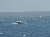 Humpback whale 3