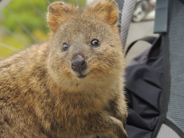 Quokka 1