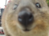 Quokka 2