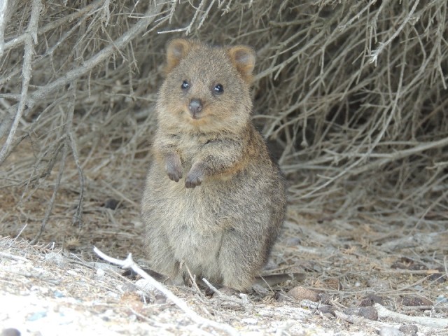 Quokka 3