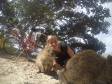 Quokka 7