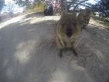 Quokka 11