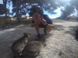 Quokka 8