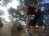 Quokka 12