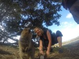 Quokka 13