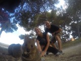 Quokka 14
