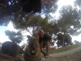 Quokka 15