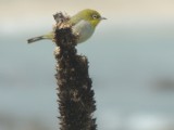 Bewoner van Cape Leeuwin