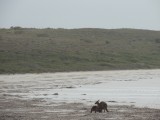 Roo's op het strand