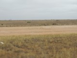 Nullarbor 9