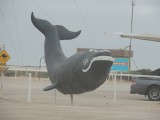 The Big Whale @ Nullarbor Roadhouse