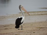 Pelikaan op Baird Bay Beach