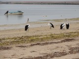Pelikanen op Baird Bay beach