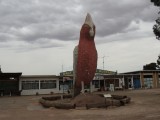 The Big Galah