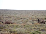 On the road to Glendambo 5