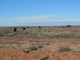 Onderweg naar Coober Pedy 2