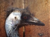 Emu Farm