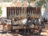 Emu Farm 2
