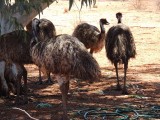 Emu Farm 3