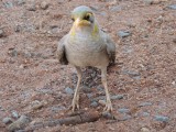 Grey-Fronted Honeyeater