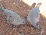 Two Spinifex pigeons