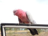 DSCN6195