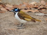 Vogel op camping in Mataranka