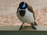 vogel op camping in Mataranka 2