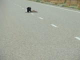 Roadkill en profiteur!
