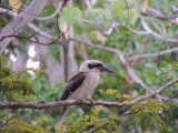 Kookaburra!!!