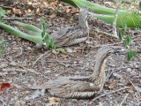 2 Curlews achter de camper