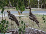 2 Curlews achter de camper 2